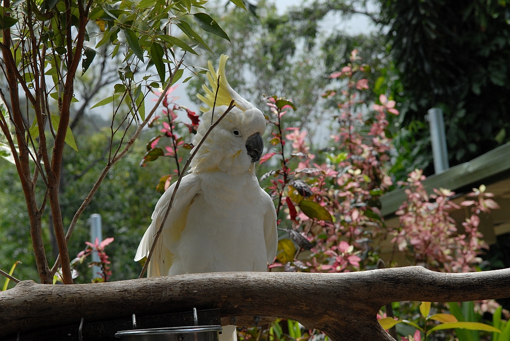 0096 Cairns Tropical Zoo.jpg